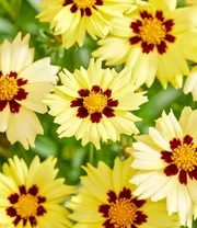 Coreopsis 'Solar® Mix' 9 Coreopsis 'Solar® Mix' - Afbeelding 7