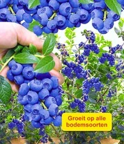 Bessen Collectie 5 Bessen Collectie - Afbeelding 3