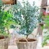 Winterharde Eucalyptus 'Azura®' In 2-liter XXL-pot 1 Winterharde Eucalyptus 'Azura®' In 2-liter XXL-pot -Tuinbenodigdheden Verkoop 2024 9020180889630
