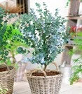 Tuinbenodigdheden Verkoop 2024 20 Winterharde Eucalyptus 'Azura®' In 2-liter XXL-pot