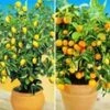 Citroen- En Sinaasappelboompje 2 Citroen- En Sinaasappelboompje -Tuinbenodigdheden Verkoop 2024 9020890513438
