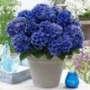 Tuinhortensia 'Blue Boogie Woogie®' 1 Tuinhortensia 'Blue Boogie Woogie®' -Tuinbenodigdheden Verkoop 2024 9023800115230