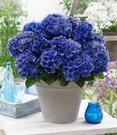 Tuinhortensia 'Blue Boogie Woogie®'