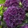 Tuinhortensia 'Deep Purple Dance®' 1 Tuinhortensia 'Deep Purple Dance®' -Tuinbenodigdheden Verkoop 2024 9023801425950