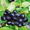 Zwarte Bosbes 'Black Pearl®' -Tuinbenodigdheden Verkoop 2024 9023821152286