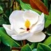 Magnolia 'Grandiflora' -Tuinbenodigdheden Verkoop 2024 9023822331934