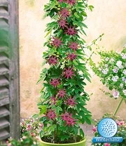 Winterharde Passiebloem 'Ladybirds Dream'