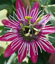 Winterharde Passiebloem 'Ladybirds Dream' 5 Winterharde Passiebloem 'Ladybirds Dream' - Afbeelding 3