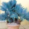 Blauwe Dwergpalm 2 Blauwe Dwergpalm -Tuinbenodigdheden Verkoop 2024 9023872139294