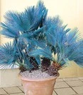 Blauwe Dwergpalm