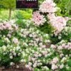 Rododendron 'Nugget By Bloombux®' 1 Rododendron 'Nugget By Bloombux®' -Tuinbenodigdheden Verkoop 2024 9023907790878