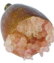 Limoenkaviaar 7 Limoenkaviaar - Afbeelding 5