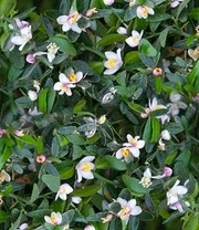 Limoenkaviaar 4 Limoenkaviaar - Afbeelding 2