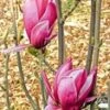 Magnolia 'March Till Frost' 2 Magnolia 'March Till Frost' -Tuinbenodigdheden Verkoop 2024 9023944491038