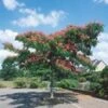 Albizia 'Ombrella' 2 Albizia 'Ombrella' -Tuinbenodigdheden Verkoop 2024 9023955337246