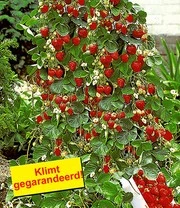 Klimaardbei 'Hummi®' En Decoratieve Klimzuil 4 Klimaardbei 'Hummi®' En Decoratieve Klimzuil - Afbeelding 2