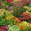Winterharde Vaste Planten 'Exclusive' -Tuinbenodigdheden Verkoop 2024 9024730988574