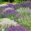 Lavendel Mix 'Wit & Blauw' -Tuinbenodigdheden Verkoop 2024 9025502314526