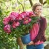 Rododendron XXL® 2 Rododendron XXL® -Tuinbenodigdheden Verkoop 2024 9027297968158