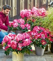 Rododendron XXL® 4 Rododendron XXL® - Afbeelding 2
