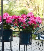 Rododendron XXL® 6 Rododendron XXL® - Afbeelding 4