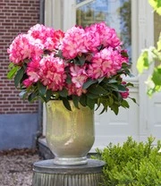 Rododendron XXL® 7 Rododendron XXL® - Afbeelding 5