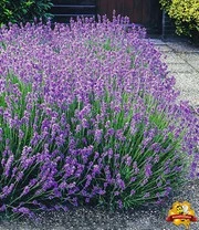 Winterharde Vaste Planten 'Zonnig Tuinperk' 7 Winterharde Vaste Planten 'Zonnig Tuinperk' - Afbeelding 5