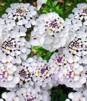 Winterharde Vaste Planten 'Zonnig Tuinperk' 8 Winterharde Vaste Planten 'Zonnig Tuinperk' - Afbeelding 6