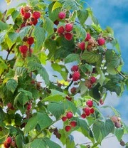 Balkonframboos 'Maddalena®' 5 Balkonframboos 'Maddalena®' - Afbeelding 3