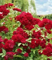 Ramblerroos 'Chevy Chase'
