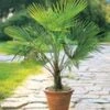 Winterharde Chinese Waaierpalm 1 Winterharde Chinese Waaierpalm -Tuinbenodigdheden Verkoop 2024 9037512179742