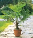 Winterharde Chinese Waaierpalm