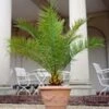 Canarische Dadelpalm Ca. 50-60 Cm Hoog 2 Canarische Dadelpalm Ca. 50-60 Cm Hoog -Tuinbenodigdheden Verkoop 2024 9037775142942