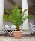 Canarische Dadelpalm Ca. 50-60 Cm Hoog 3 Canarische Dadelpalm Ca. 50-60 Cm Hoog -Tuinbenodigdheden Verkoop 2024 9037775142942