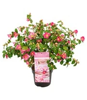 Camellia 'Winter Perfume Pink' 6 Camellia 'Winter Perfume Pink' - Afbeelding 4