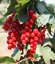 Tuinbenodigdheden Verkoop 2024 -Tuinbenodigdheden Verkoop 2024 9037819641886