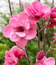 Tuinbenodigdheden Verkoop 2024 -Tuinbenodigdheden Verkoop 2024 9037819707422