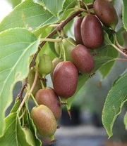 Kiwibes 'Red Jumbo®' 4 Kiwibes 'Red Jumbo®' - Afbeelding 2