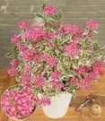 Tuinhortensia 'Euphoria® Pink'