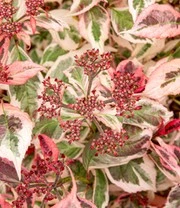 Tuinhortensia 'Euphoria® Pink' 5 Tuinhortensia 'Euphoria® Pink' - Afbeelding 3