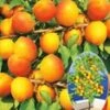 Abrikoos 'Compacta Super Compact®' -Tuinbenodigdheden Verkoop 2024 9038526414878