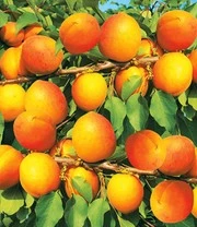 Abrikoos 'Compacta Super Compact®' 6 Abrikoos 'Compacta Super Compact®' - Afbeelding 4