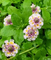 Lippia Summer Pearls® Collectie Roze En Wit 5 Lippia Summer Pearls® Collectie Roze En Wit - Afbeelding 3