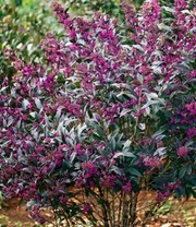 Schoonvrucht 'Pearl Glam®' 5 Schoonvrucht 'Pearl Glam®' - Afbeelding 3