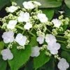 Klimhortensia 'Semiola®' 2 Klimhortensia 'Semiola®' -Tuinbenodigdheden Verkoop 2024 9039670738974