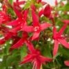Winterharde Fuchsia 'Chilli Red' 2 Winterharde Fuchsia 'Chilli Red' -Tuinbenodigdheden Verkoop 2024 9039942221854