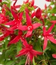 Winterharde Fuchsia 'Chilli Red'